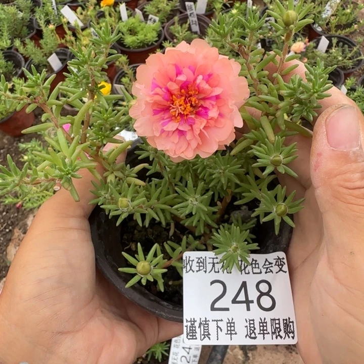 无花朵248超小苗盆口10cm