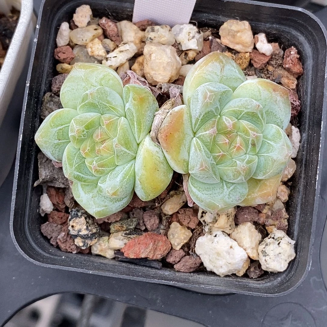 糖心30包邮非偏远