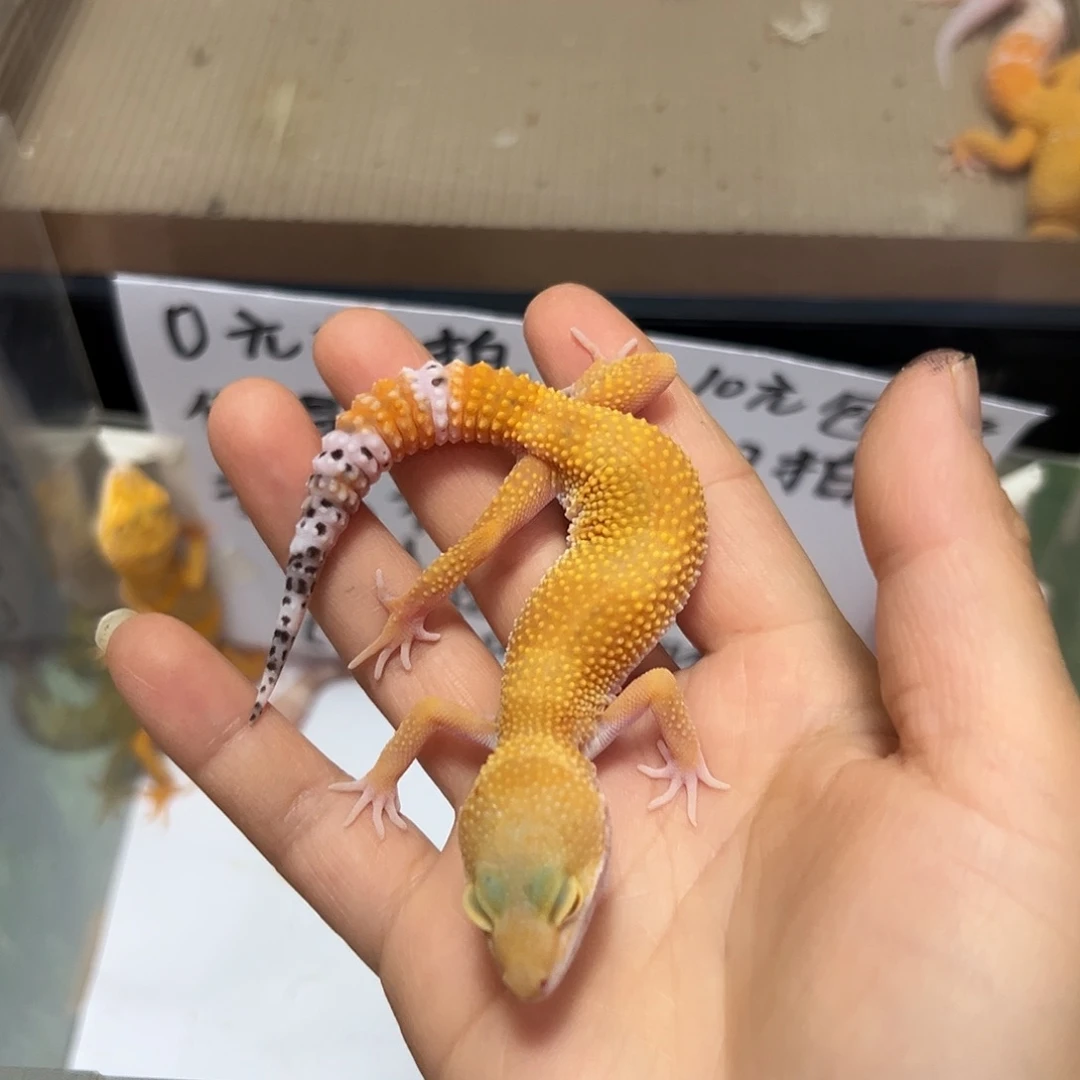 豹纹守宫豹纹守宫