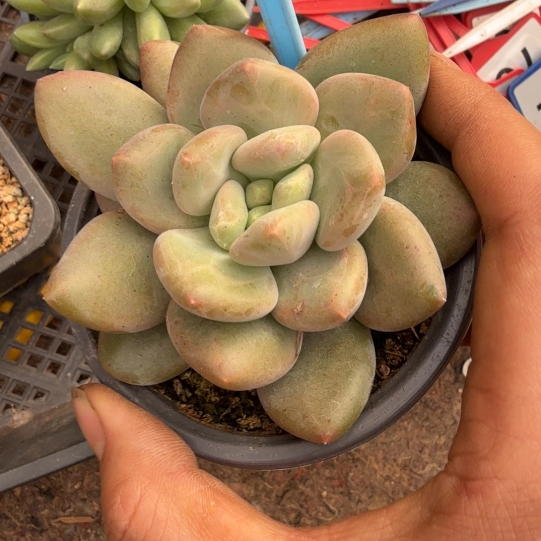 多肉植物胖体x系凯撒100