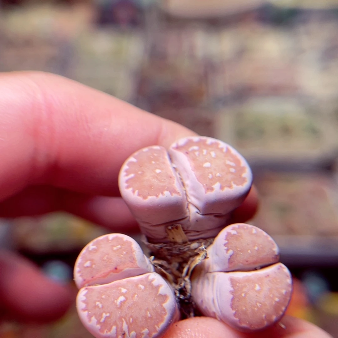 212号带盆包邮发货