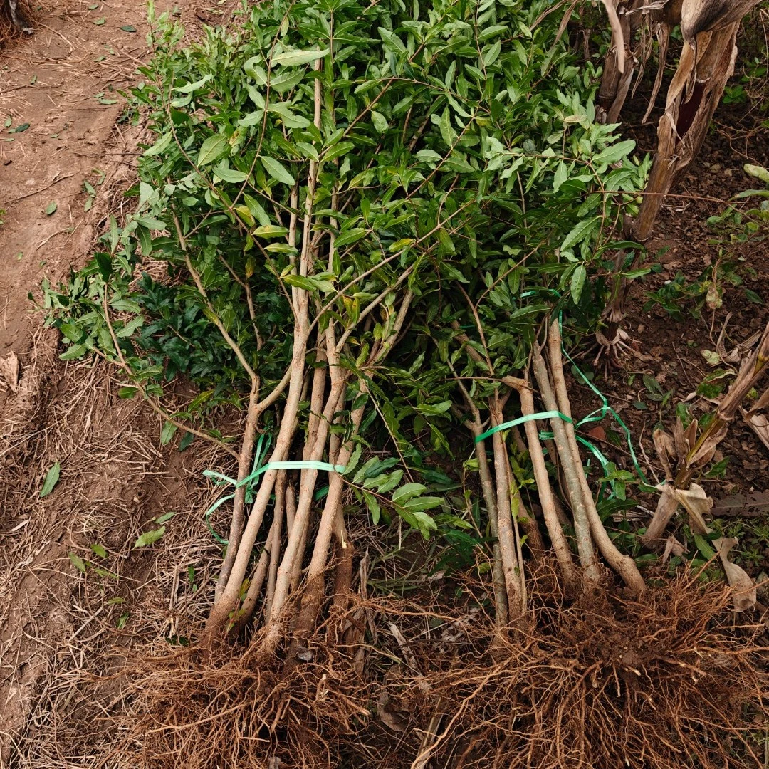 石榴树苗新品种特大软籽南方北方种植盆栽地栽当年结果