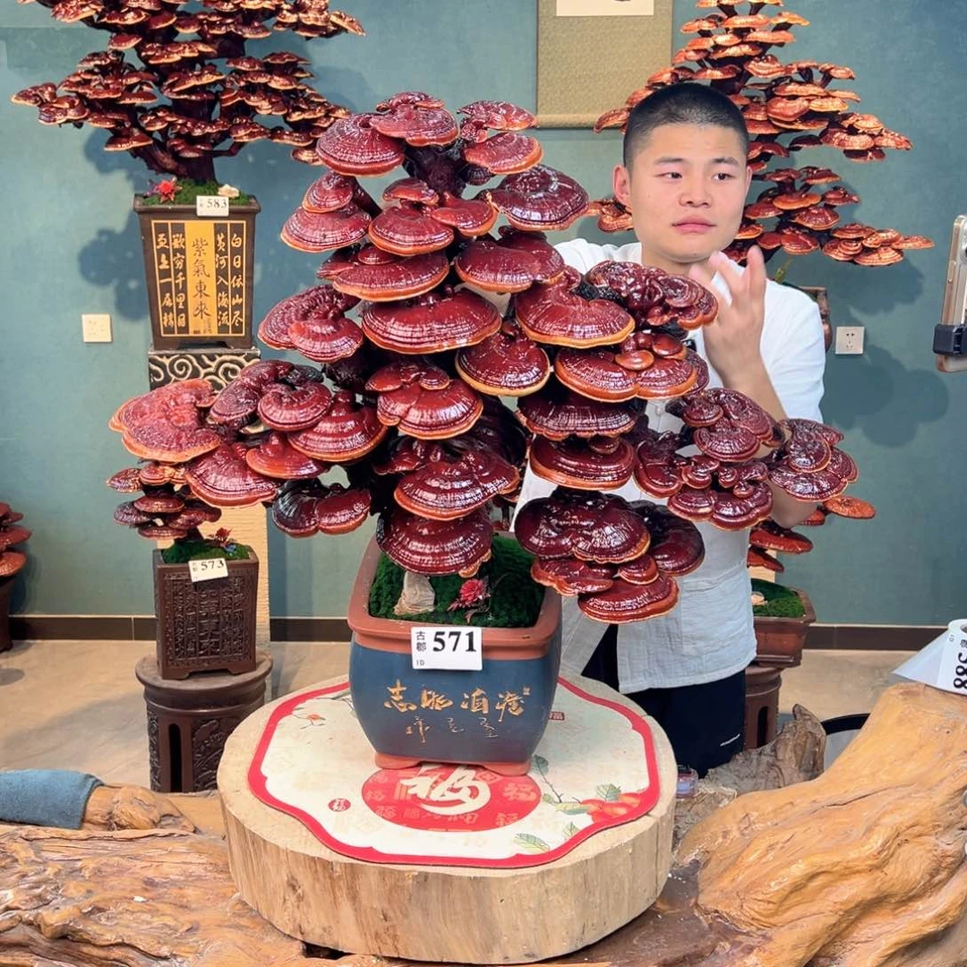 无花朵888888888888