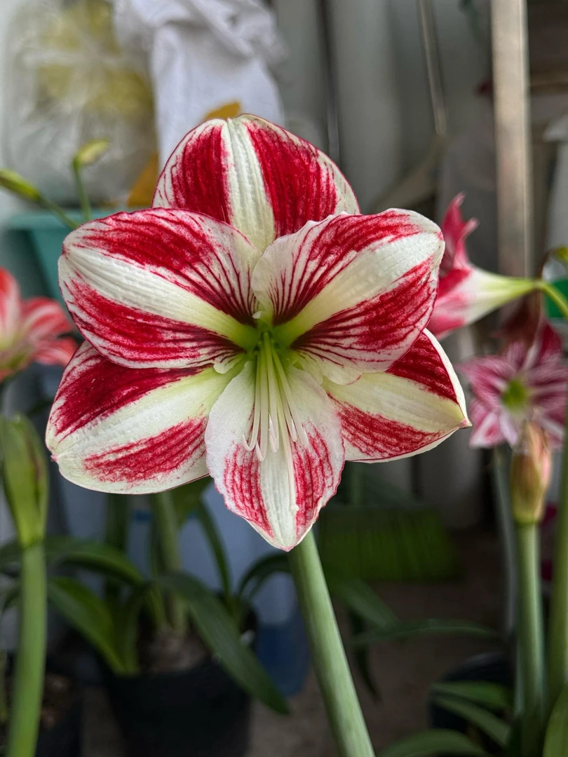 S 孤挺花园 GG84 杂交 裸球 名字自取