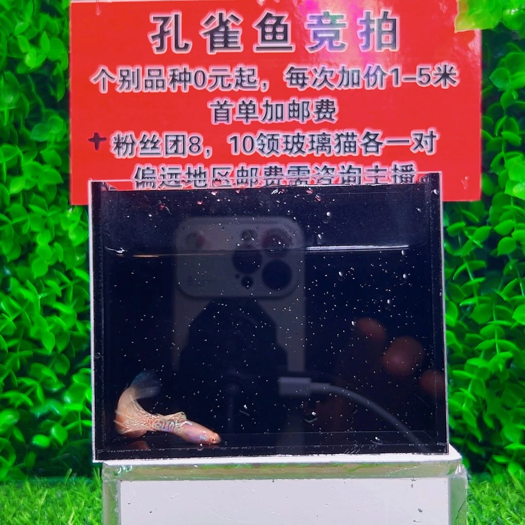 海水鱼幻影星空孔雀鱼