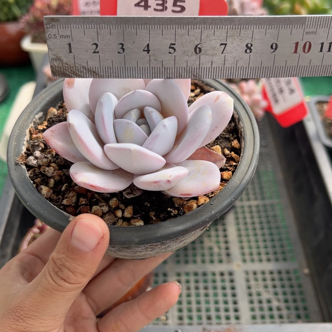 表妹精品多肉植物435.