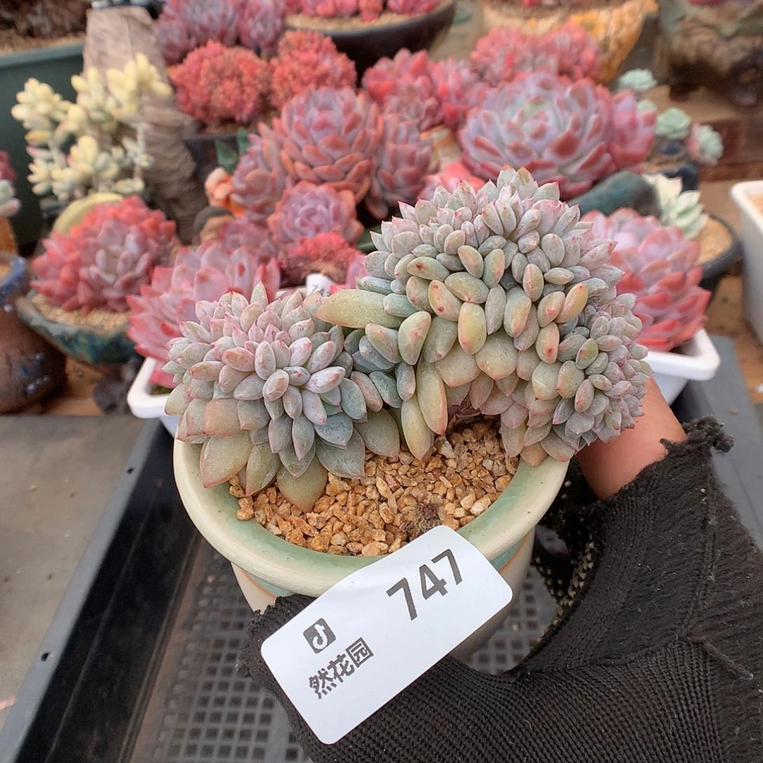 -***y747雪天使多肉植物666