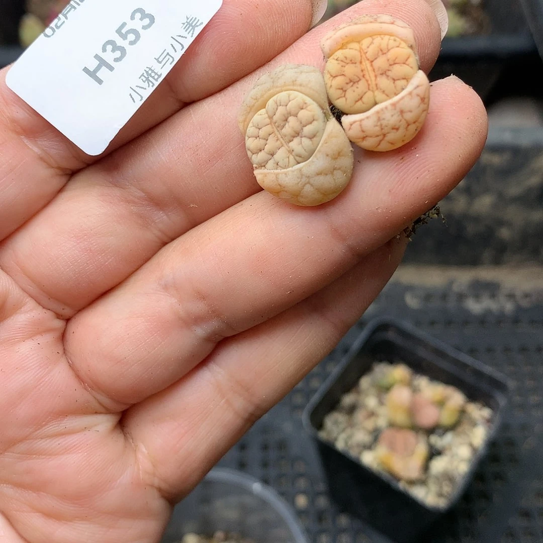 H353多肉植物保护研究所