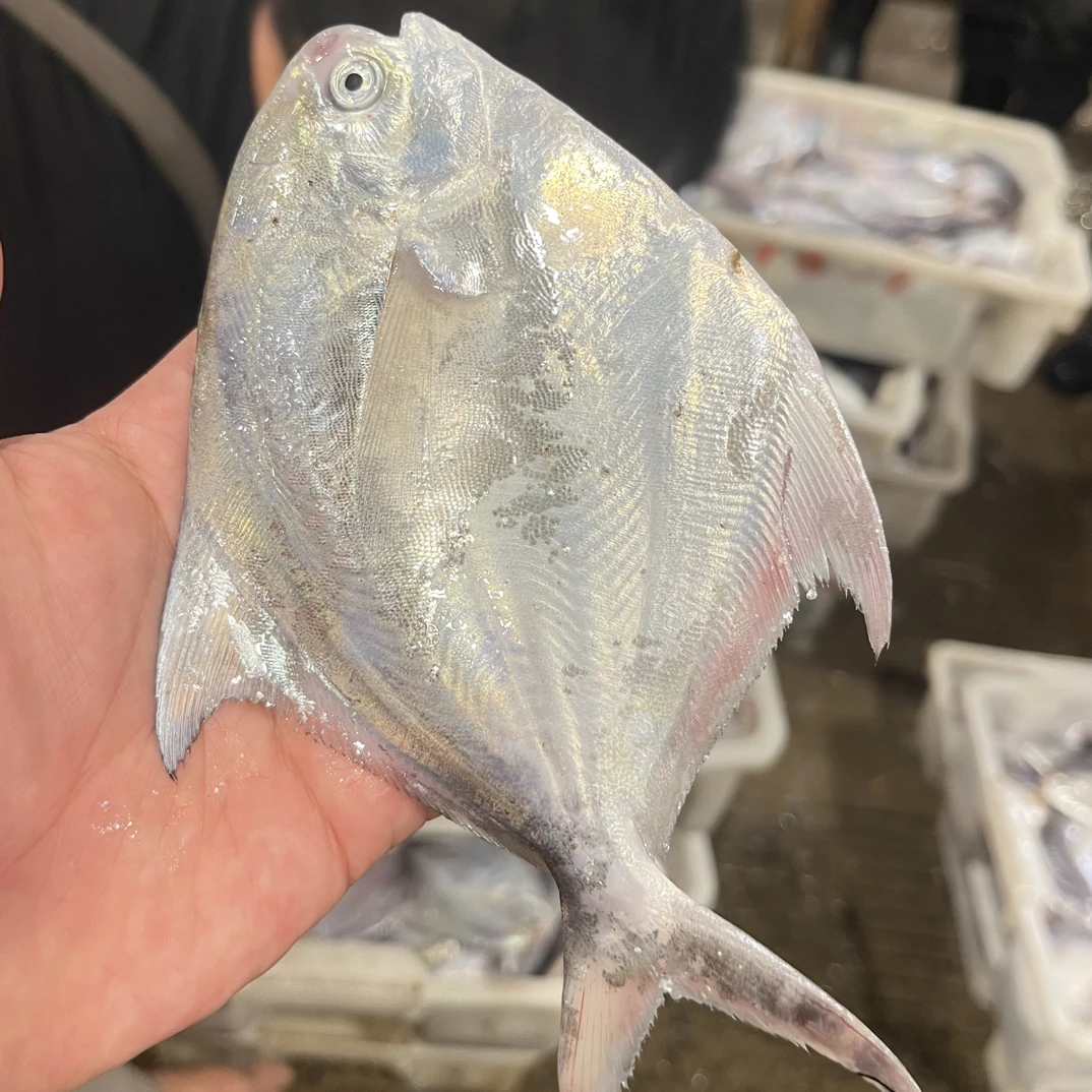 【流网鲳鱼4斤】东海流网鲳鱼深海海捕野生鲳鱼【顺丰冷链包邮】
