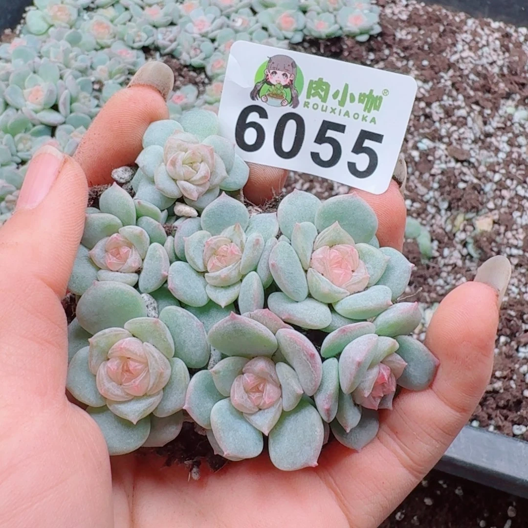 多肉植物多肉植物