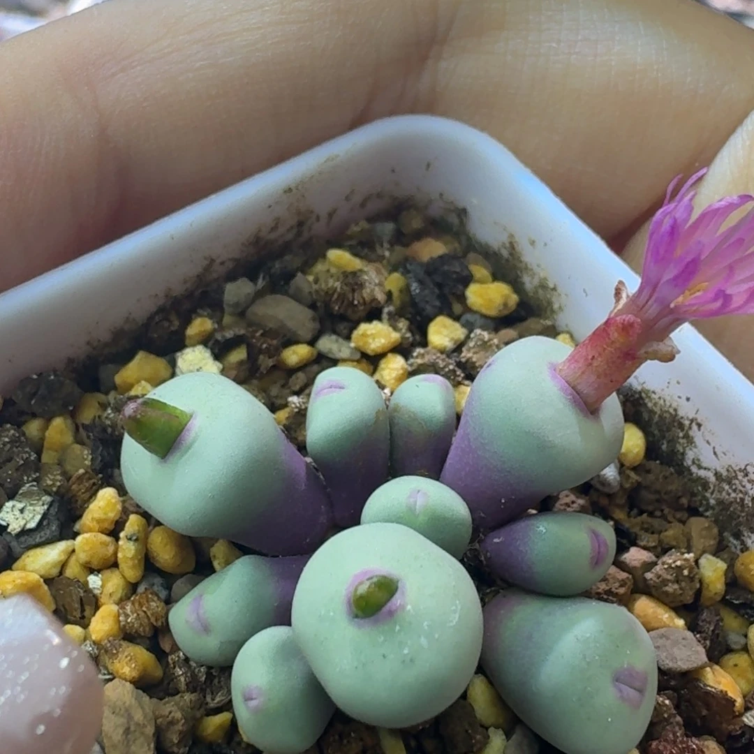 75号10头园艺化小红嘴一物一拍