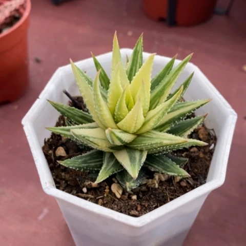 芦荟锦单5仙人球