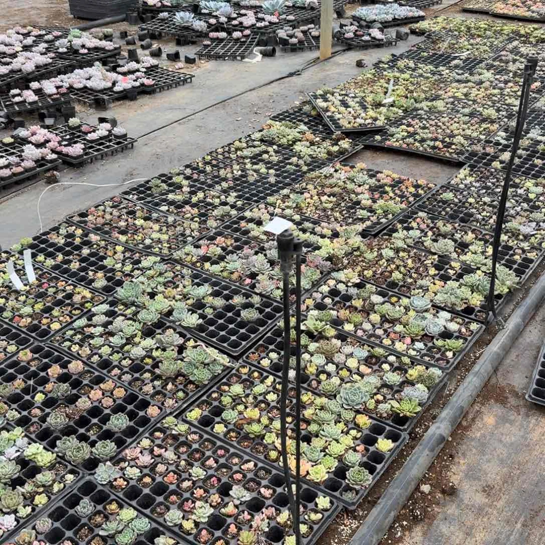 生病附近珍妮三十颗量拍24-46