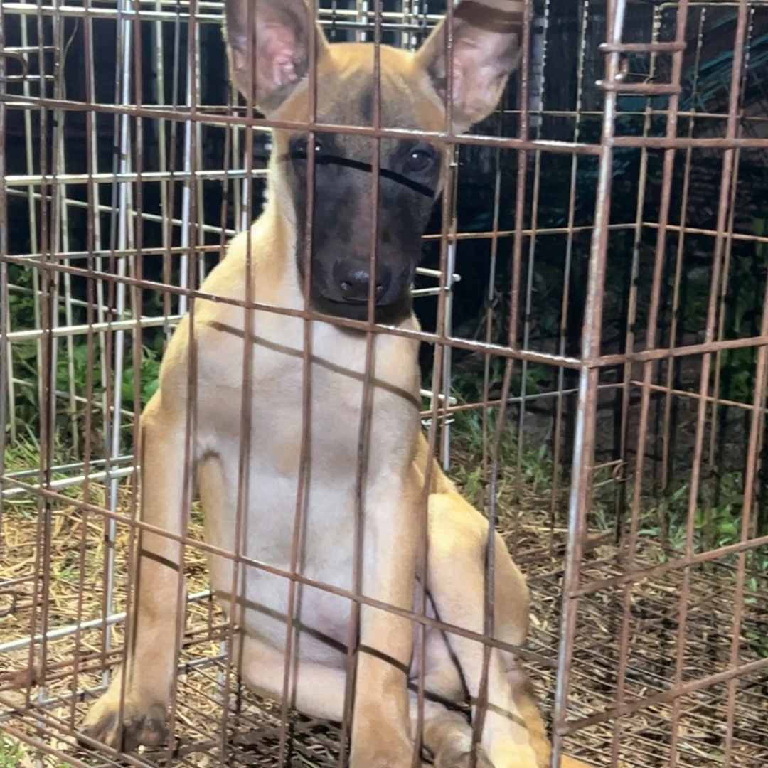 一***求马犬贴身短毛小公