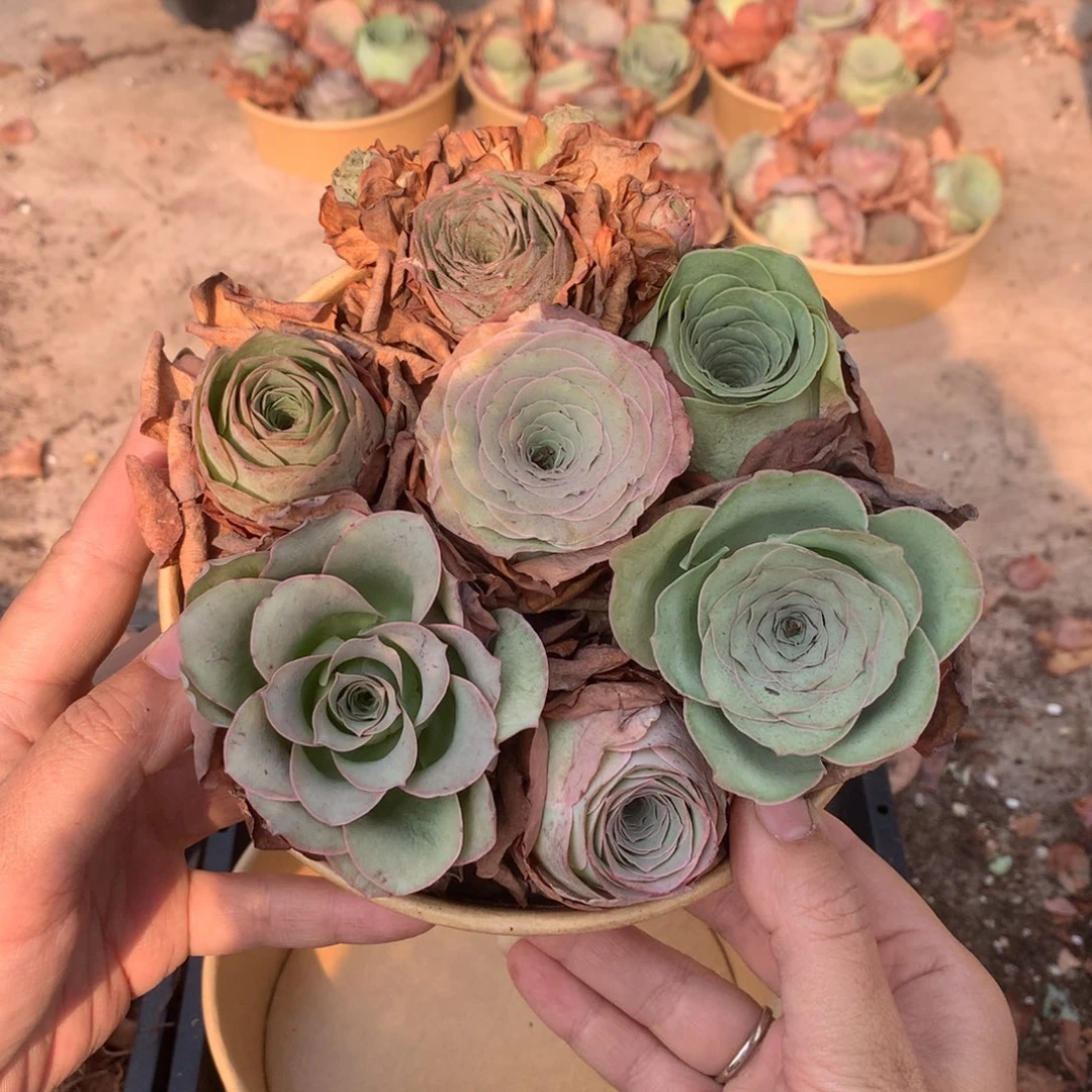 7颗山地玫瑰多品种组合量拍