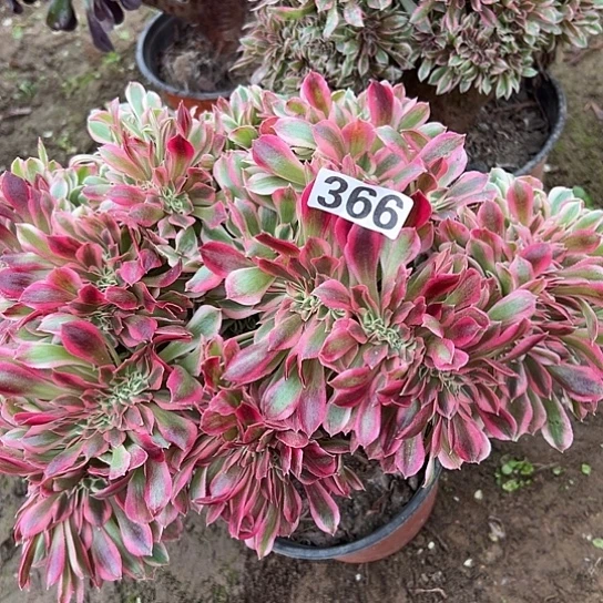 舞***！多肉植物一个女巫366