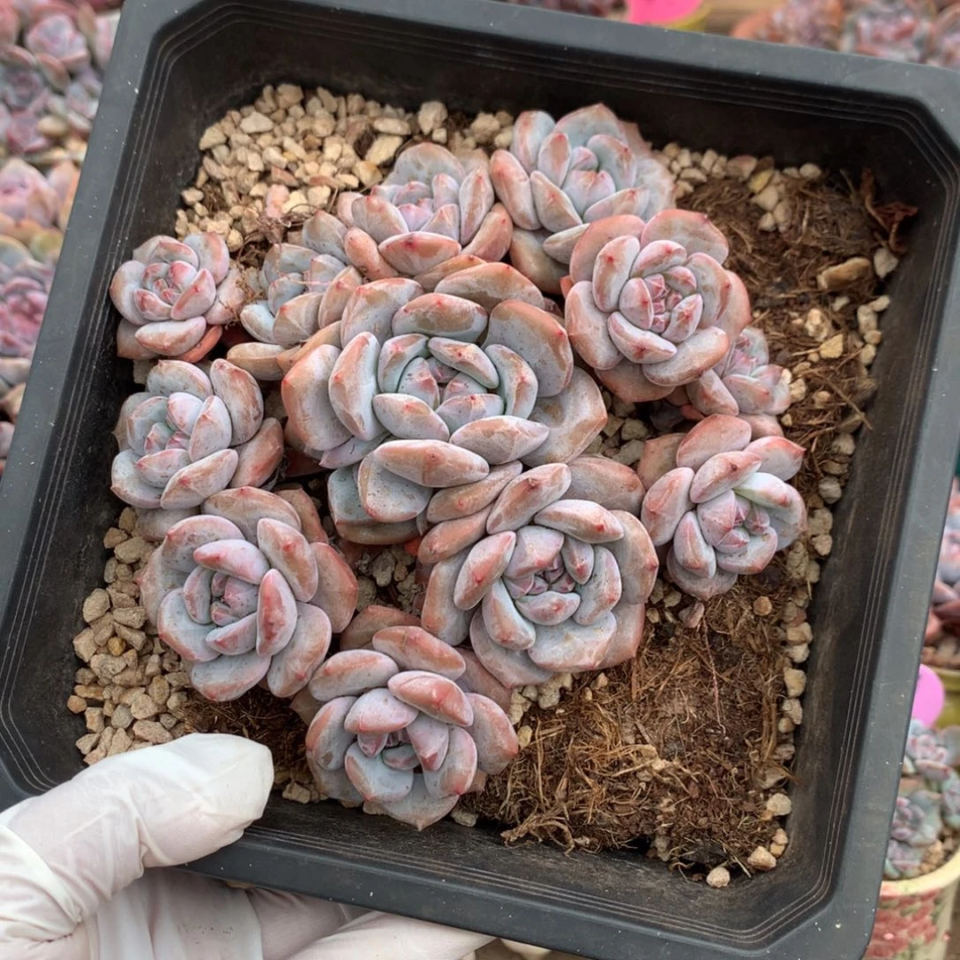 哈哈哈哈哈哈哈28