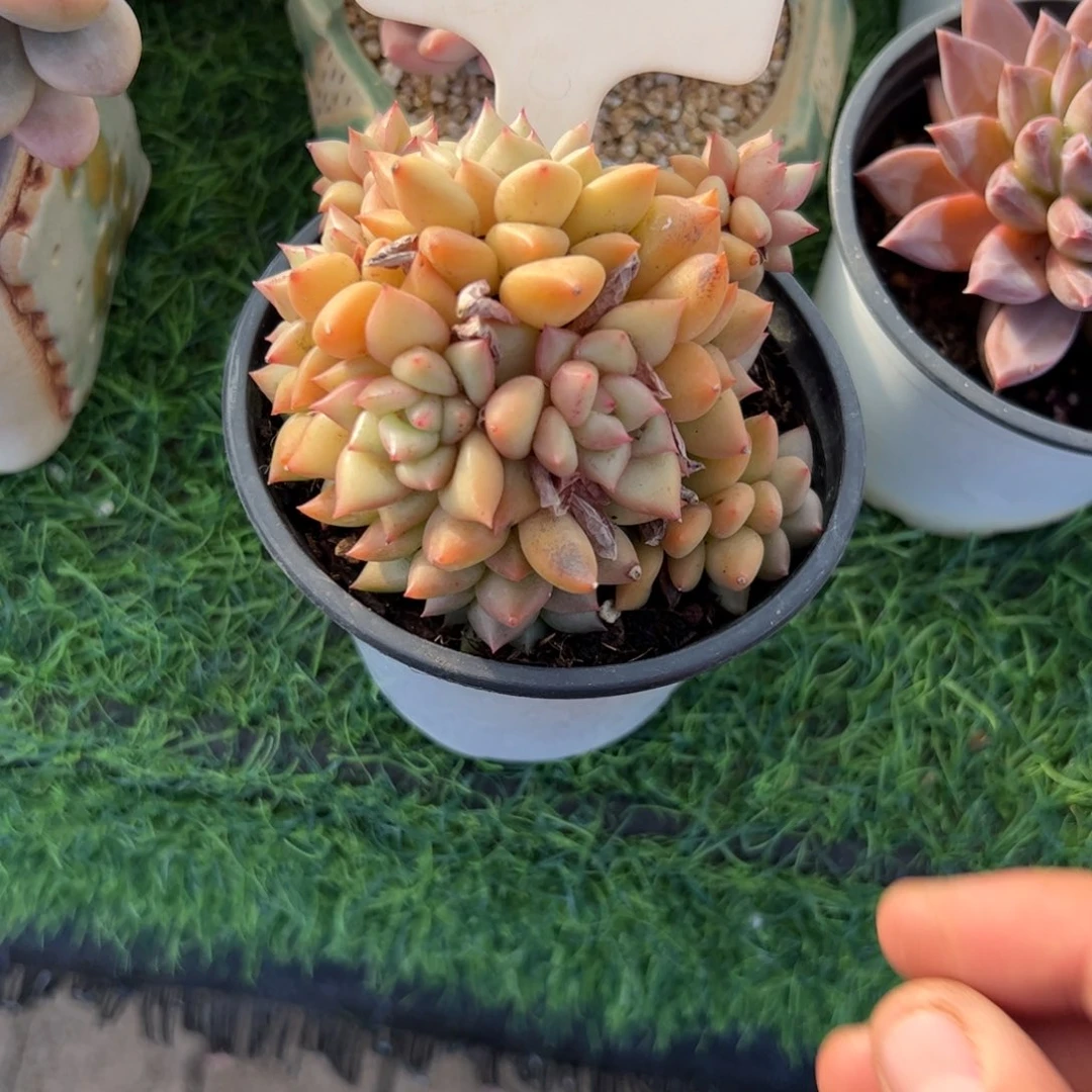 黄金象牙多肉植物