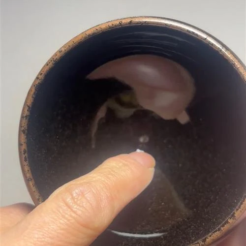 【闪购商品】茶盏-175............