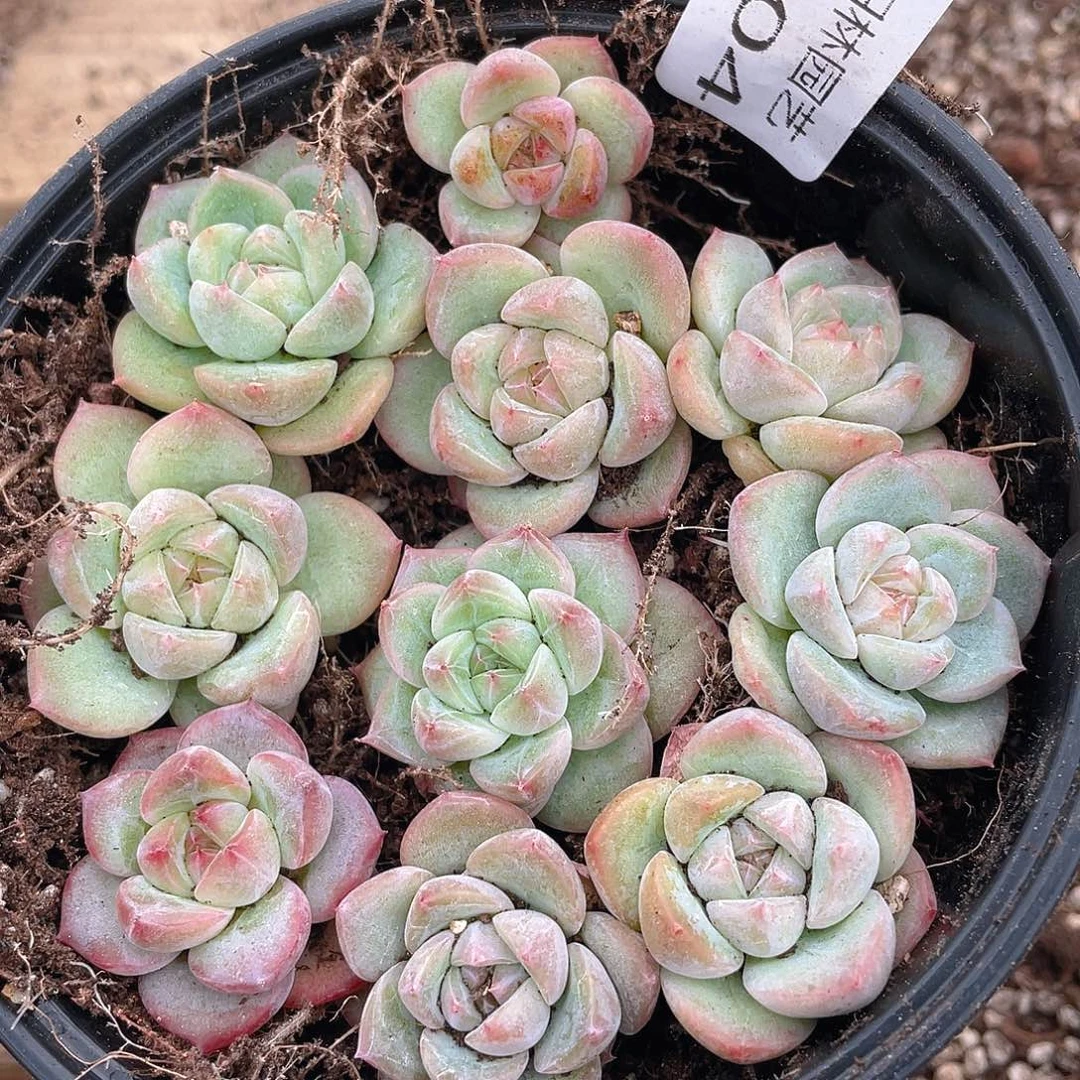 多肉植物多肉植物404