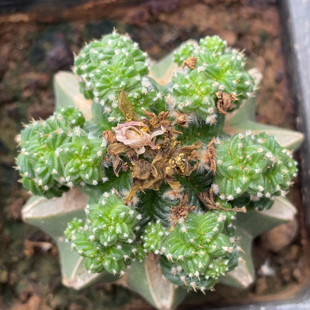 全部花朵六棱体 五星花笼群体