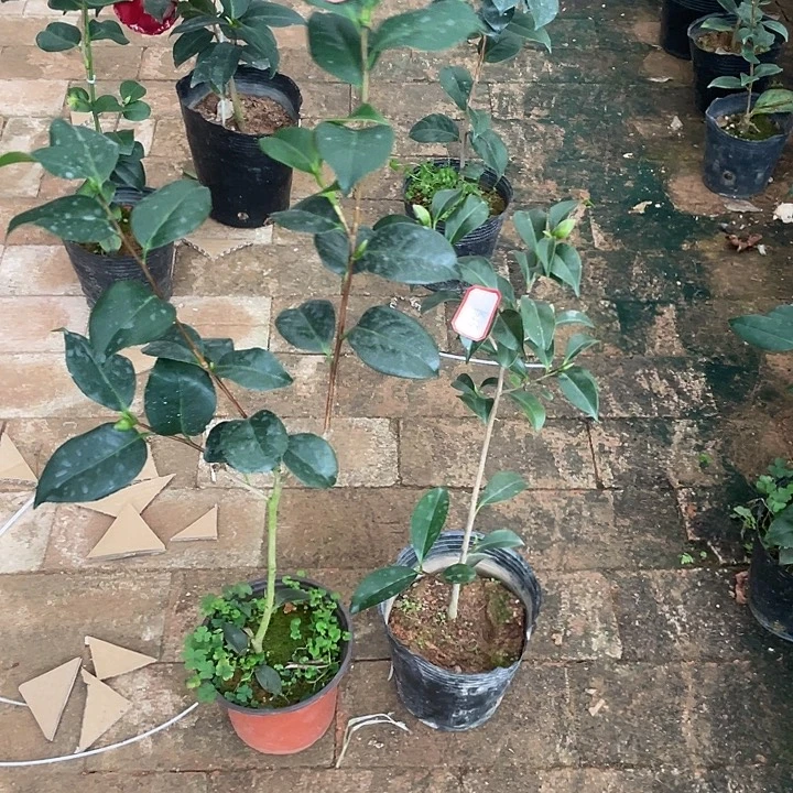 大部分花苞少量开放，红，白卜伴