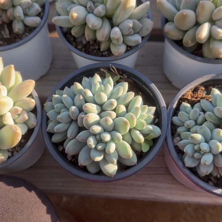 星月菩提五十包邮