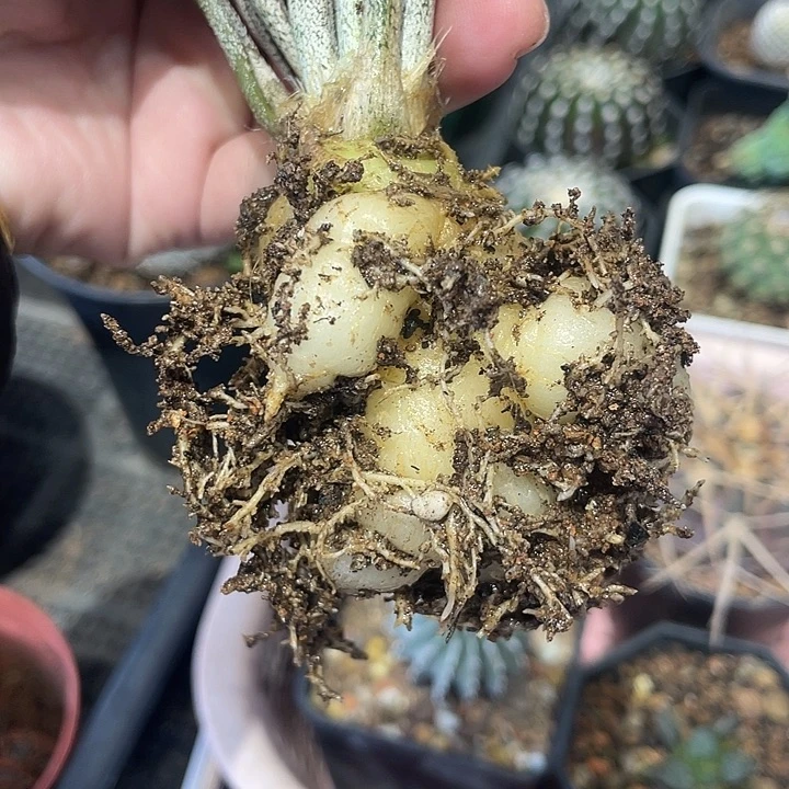 实生美杜莎仙人球一颗