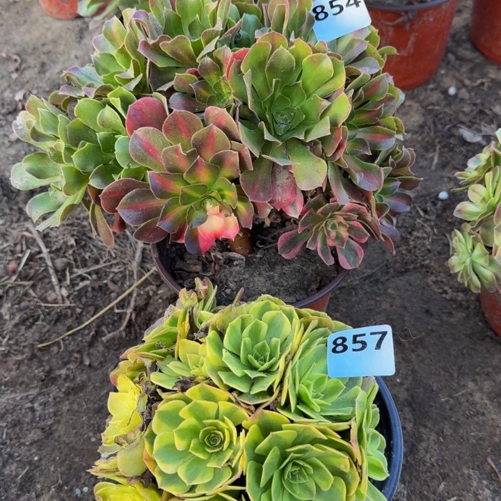 中班花脸雨合多肉854.857多肉