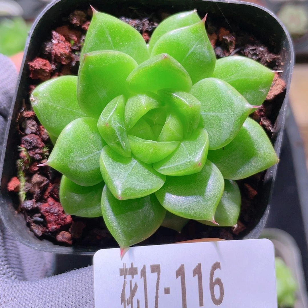 花利美17-116海王
