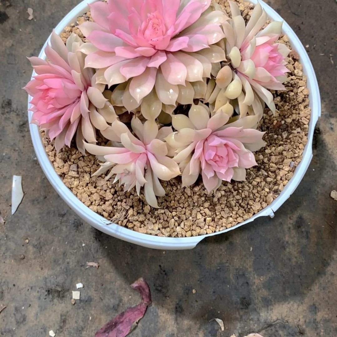 (***寻粉露娜连多肉植物老桩