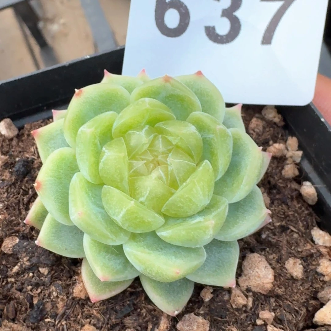 泼天财富         多肉植物