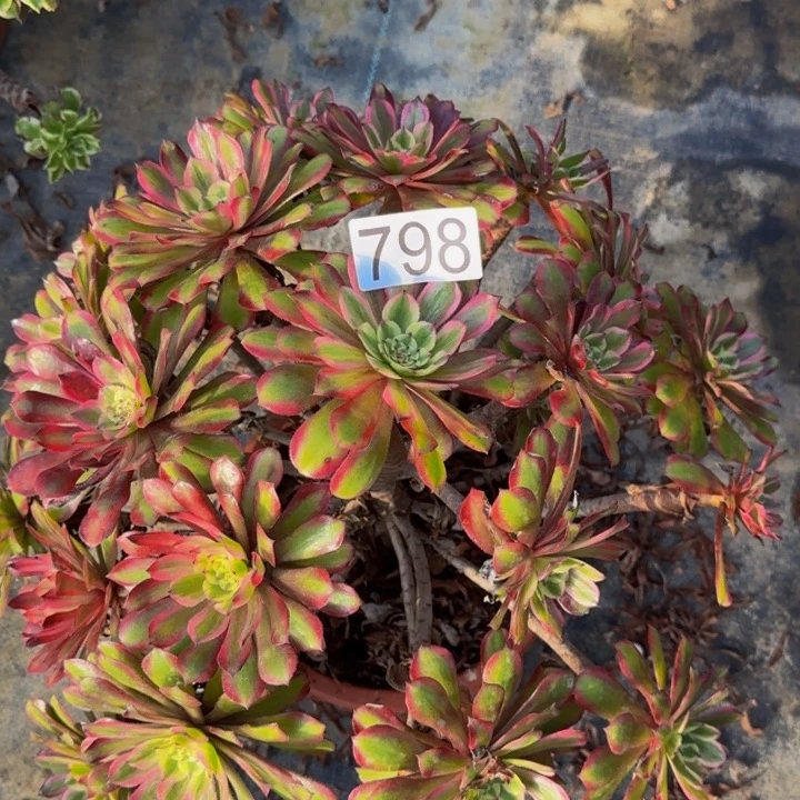 0000000000798红0000