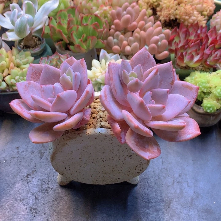 一物一拍含盆土满38包邮A428