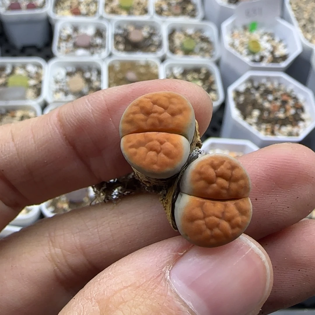 330 清框福利30包邮