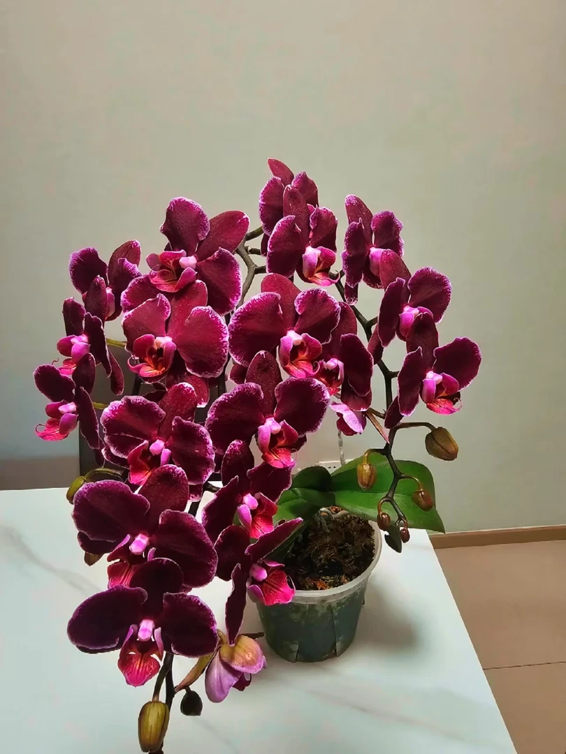 欧品不带剑《蒙彼利埃蝴蝶兰》3.0寸黑红色系蝴蝶兰，苗子发货不带花