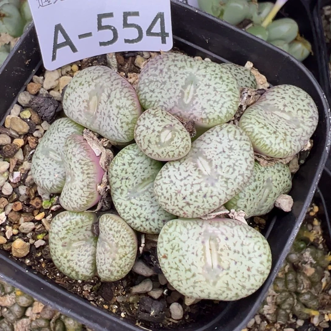 多肉植物1111111111111