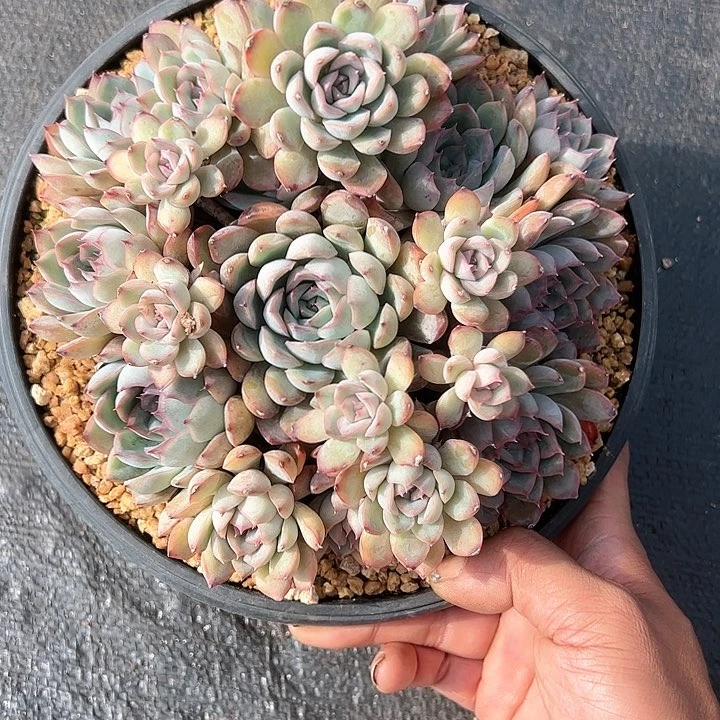 【闪购商品】猎户座