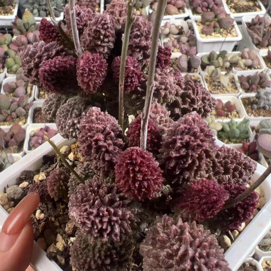 ?****乐朱紫玉十方盆多头纯木质桩多肉植物