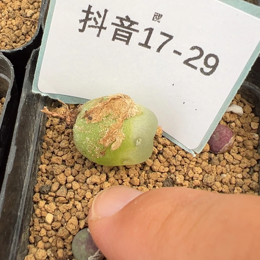 17-29拉登多肉植物
