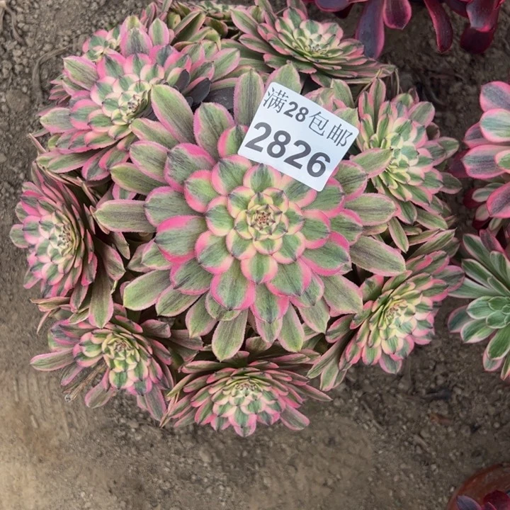 2826粉钻多肉植物