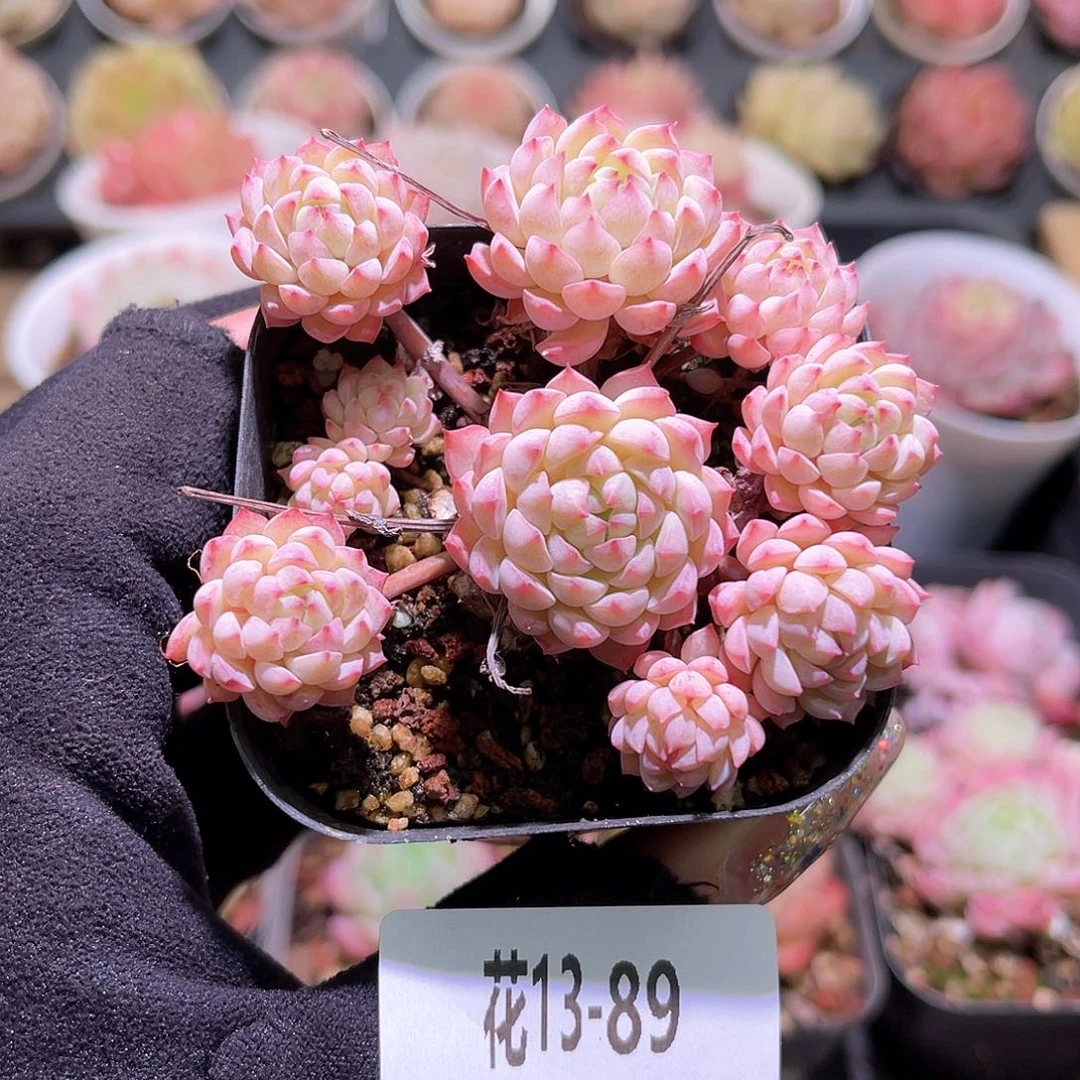 花利美13-89小粉莓