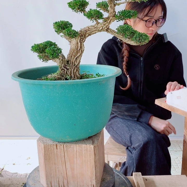 无花朵香**味广东黄杨