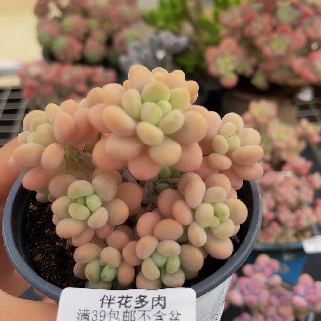 222-洛可可多肉7cm