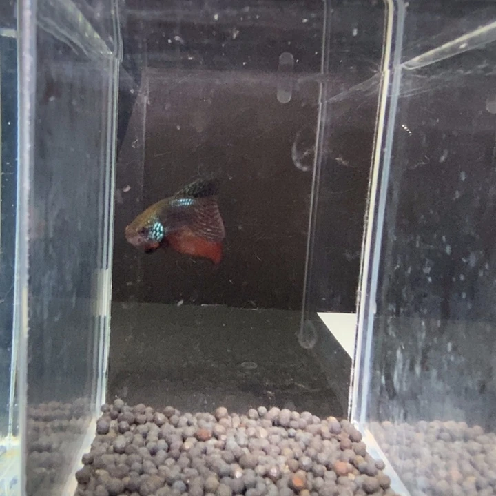 斗鱼泰国斗鱼223号