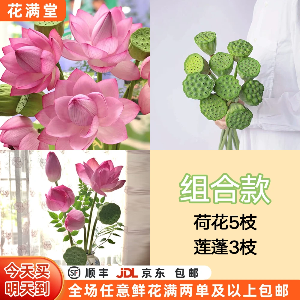 【次日达·荷花5枝+莲蓬3枝】家居花·鲜切花全场两单顺丰包邮·基地直发·批发·荷花鲜切花·荷花次日达