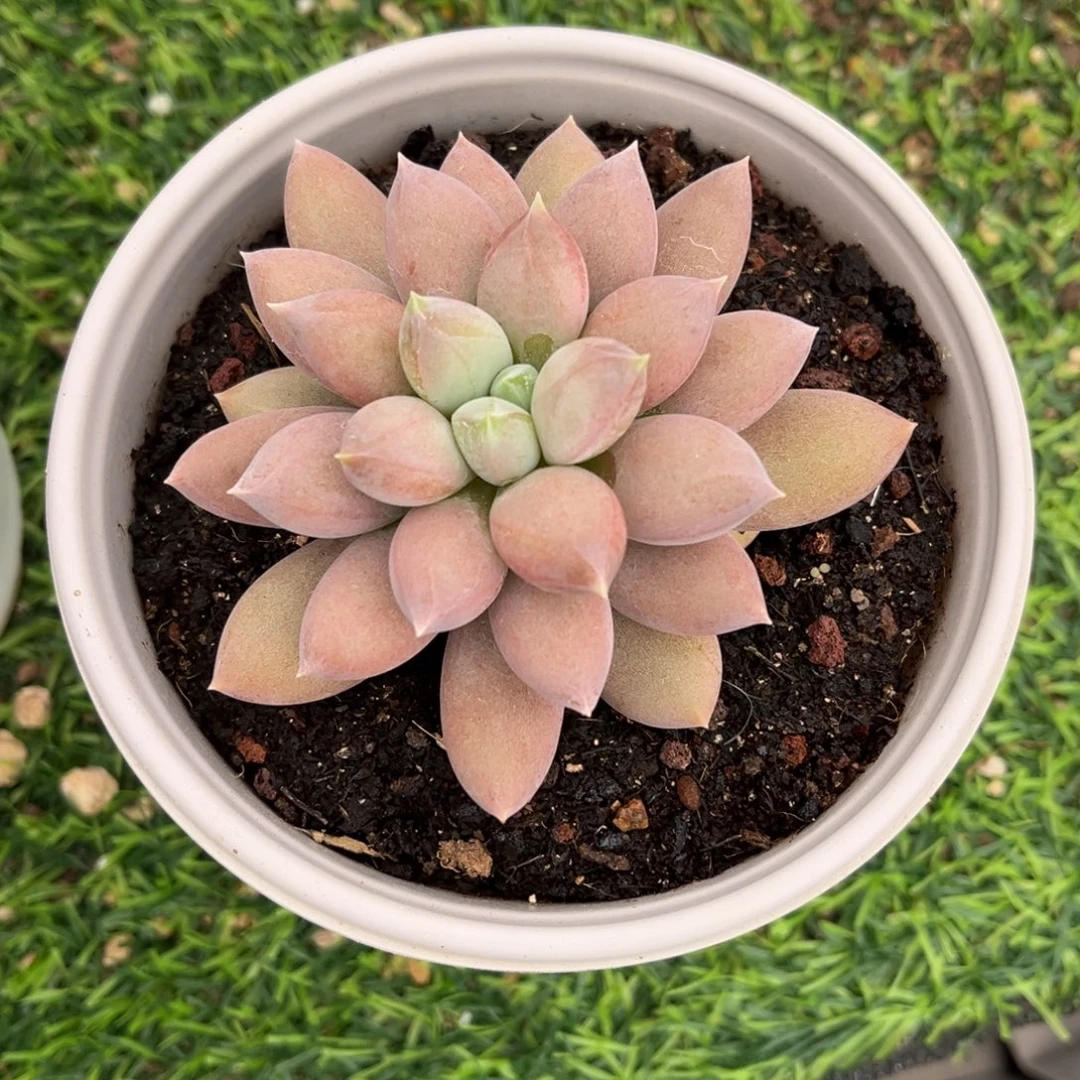 多肉植物哥特萝莉