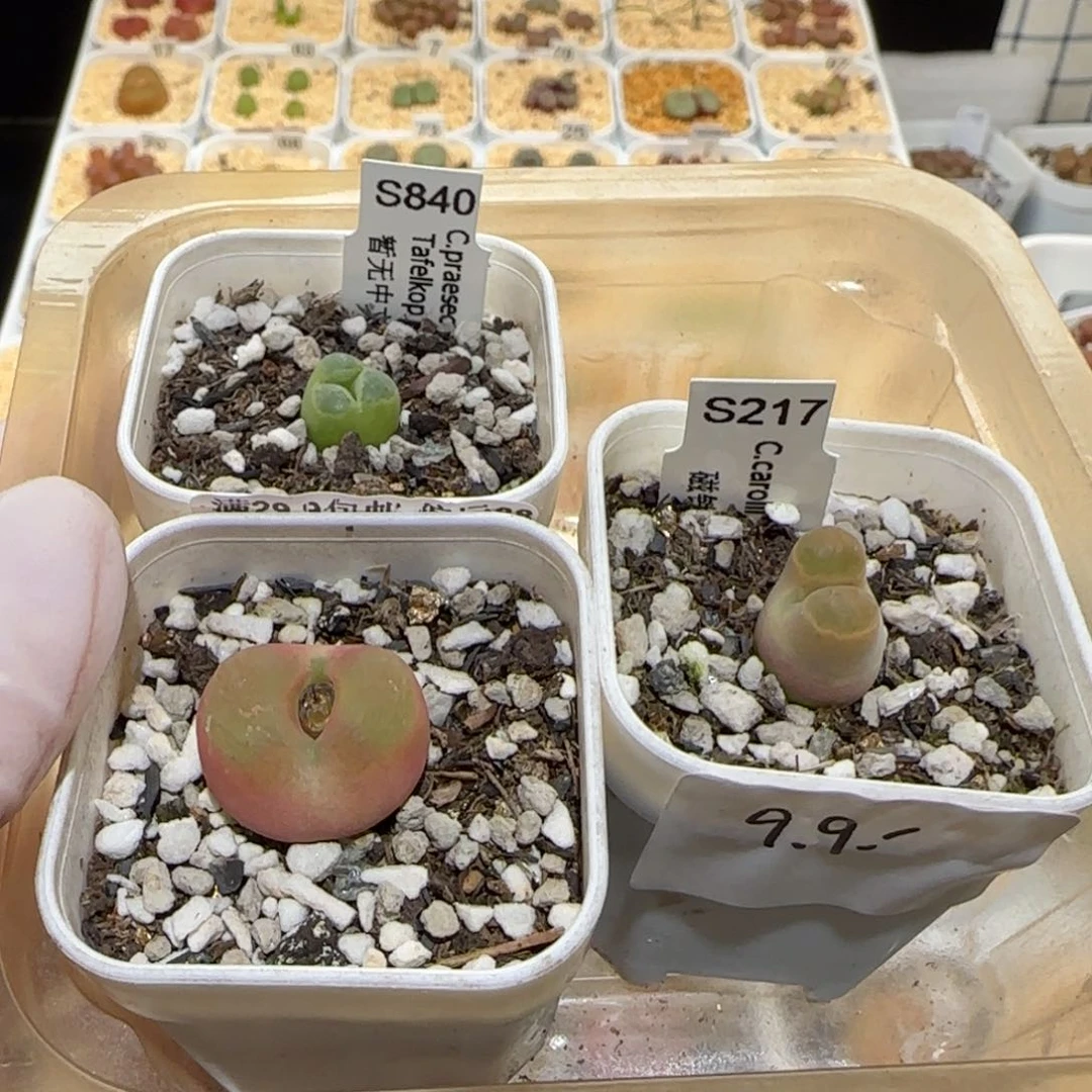 嘟*熊肉锥多肉植物百科1-1411