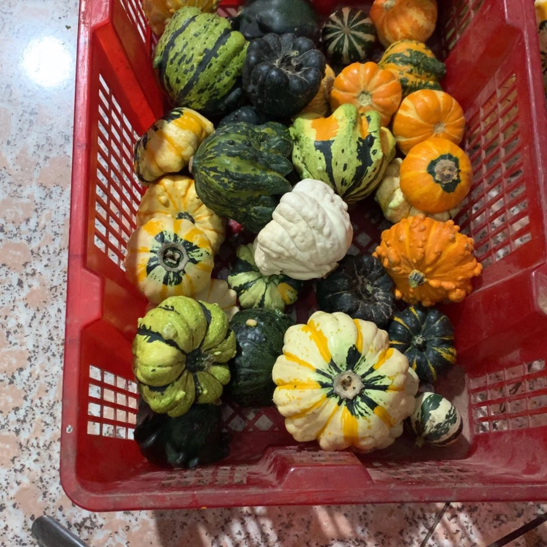 大**玩墨西哥！墨西哥！墨西哥