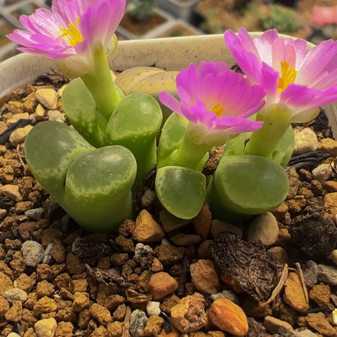 852多肉植物种类多样